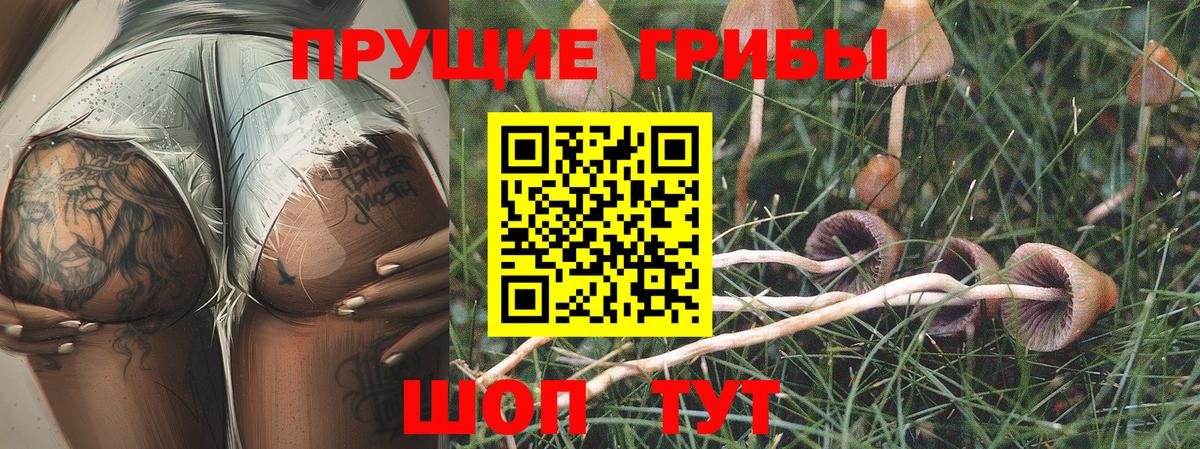 Галлюциногенные грибы Psilocybe  Вход с VPN  Искитим 